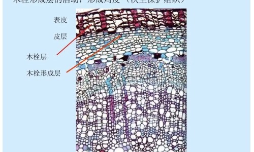 氟达拉滨副作用网 - 氟达拉滨多少钱一支,氟达拉滨副作用多久消除
